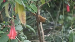 Cinnycerthia unirufa