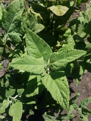 Lepechinia cardiophylla