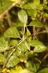 Barnadesia spinosa