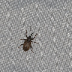 Notaris puncticollis