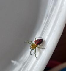 Alpaida variabilis