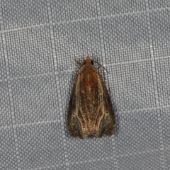 Olethreutes quadrifidum