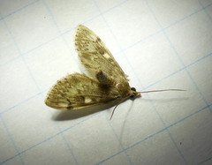Anania tertialis