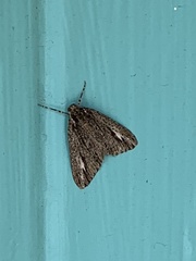 Carphoides incopriarius