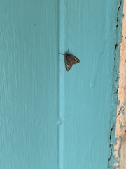 Carphoides incopriarius