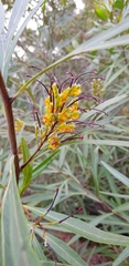Grevillea venusta