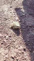 Anaxyrus fowleri