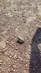 Anaxyrus fowleri