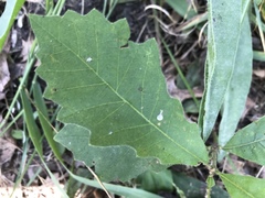 Quercus macrocarpa