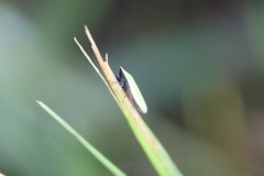 Draeculacephala bradleyi