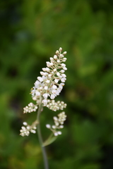 Stenanthium leimanthoides
