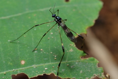 Gymnastes flavitibia