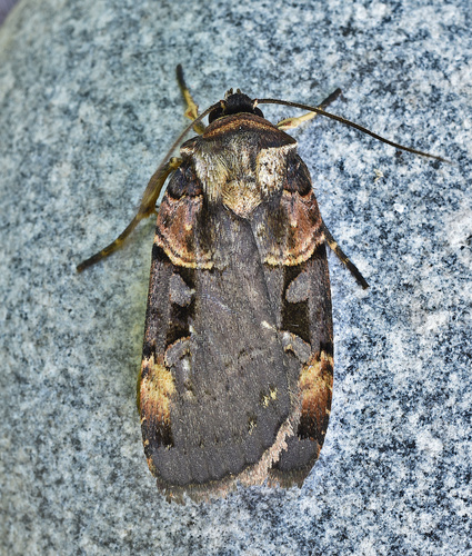 Pink-spotted Dart Moth