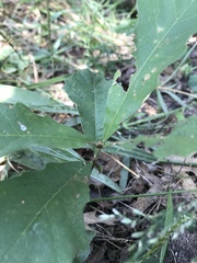Quercus macrocarpa