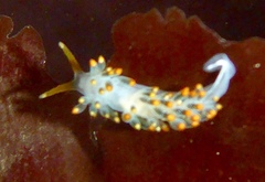 Diaphoreolis lagunae