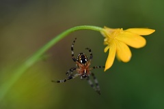 Neoscona orizabensis