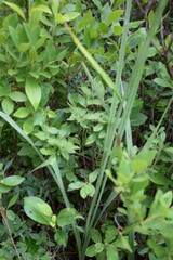 Stenanthium leimanthoides