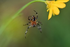 Neoscona orizabensis