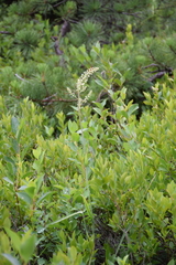 Stenanthium leimanthoides