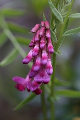 Lathyrus venosus