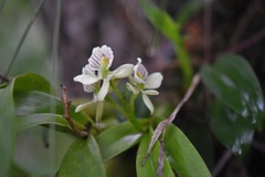Prosthechea radiata