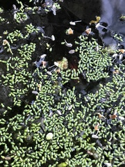 Wolffia brasiliensis