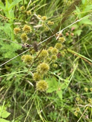 Juncus scirpoides