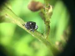 Cionus scrophulariae