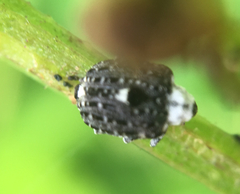 Cionus scrophulariae