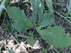 Quercus macrocarpa