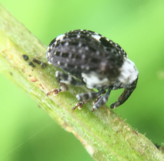 Cionus scrophulariae