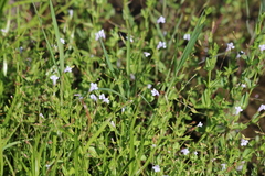 Lindernia anagallidea