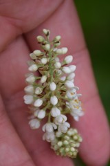 Stenanthium leimanthoides