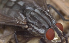 Sarcophaga carnaria