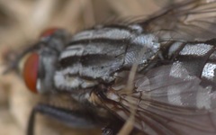 Sarcophaga carnaria