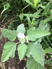 Althaea