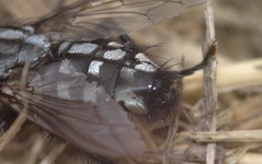 Sarcophaga carnaria