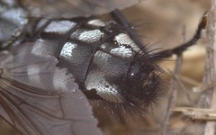Sarcophaga carnaria