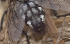 Sarcophaga carnaria