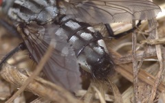 Sarcophaga carnaria