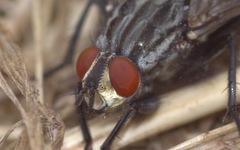 Sarcophaga carnaria