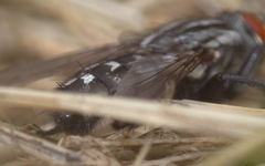 Sarcophaga carnaria