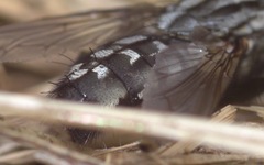 Sarcophaga carnaria
