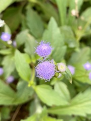 Praxelis clematidea