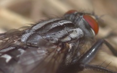Sarcophaga carnaria