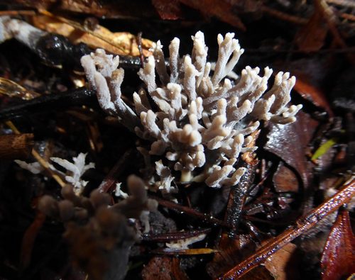 Clavulina brunneocinerea image