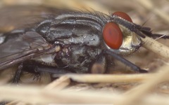 Sarcophaga carnaria