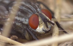 Sarcophaga carnaria