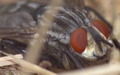 Sarcophaga carnaria