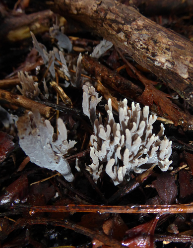 Clavulina brunneocinerea image